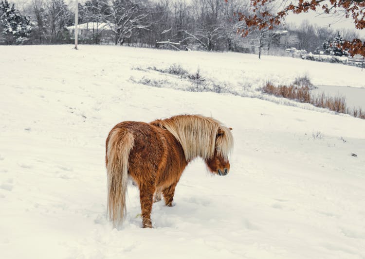 Cute Yakut Horse On Snowy Countryside