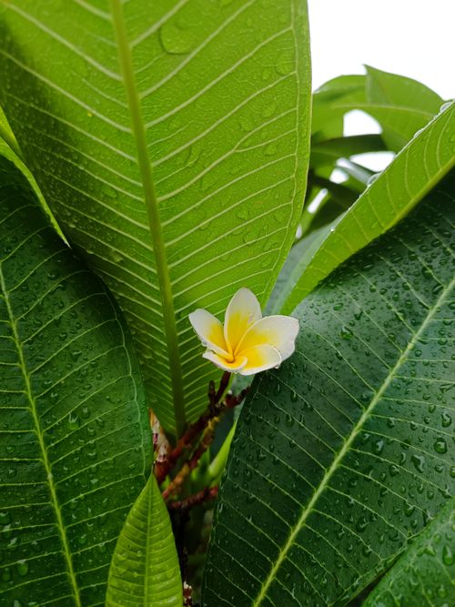 Free Close-up of a frangipani flower with raindrops on leaves, showcasing fresh greenery. Stock Photo