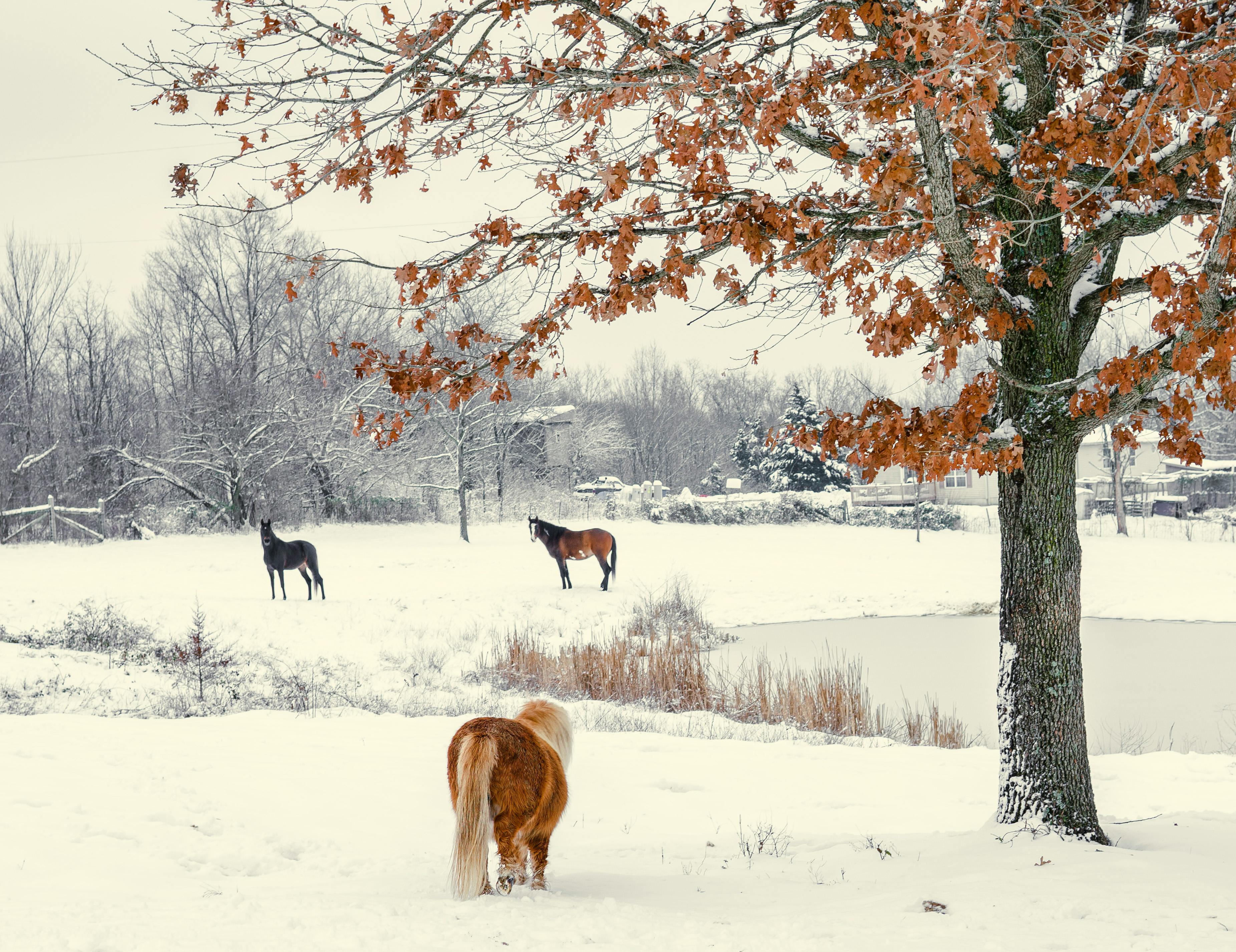 horses pasturing on snowy meadow in picturesque countryside