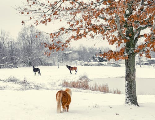 Domestic horses pasturing on meadow covered with thick layer of snow in countryside near leafless trees during cold winter day