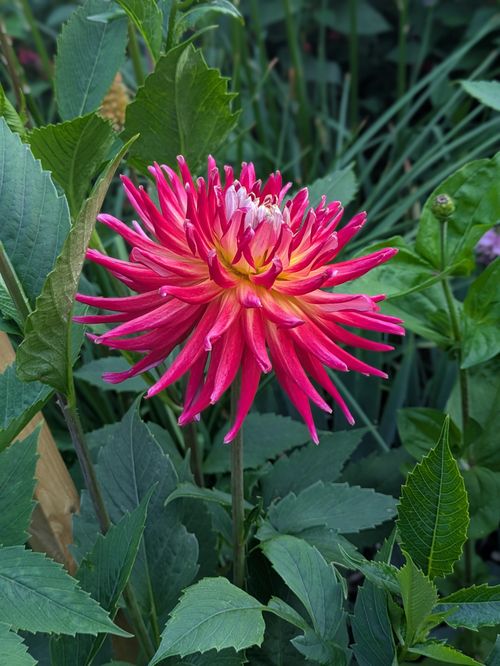 Free A stunning pink dahlia flower in full bloom amidst green leaves in a garden setting. Stock Photo