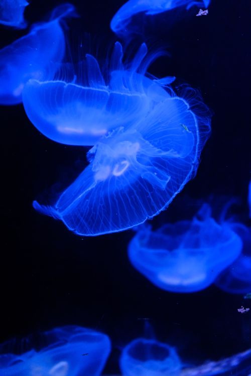 Free Close-up of bioluminescent blue jellyfish glowing in dark water. Stock Photo