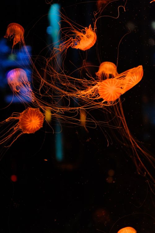 Free Glow of orange jellyfish against dark aquarium backdrop, showcasing ethereal underwater elegance. Stock Photo