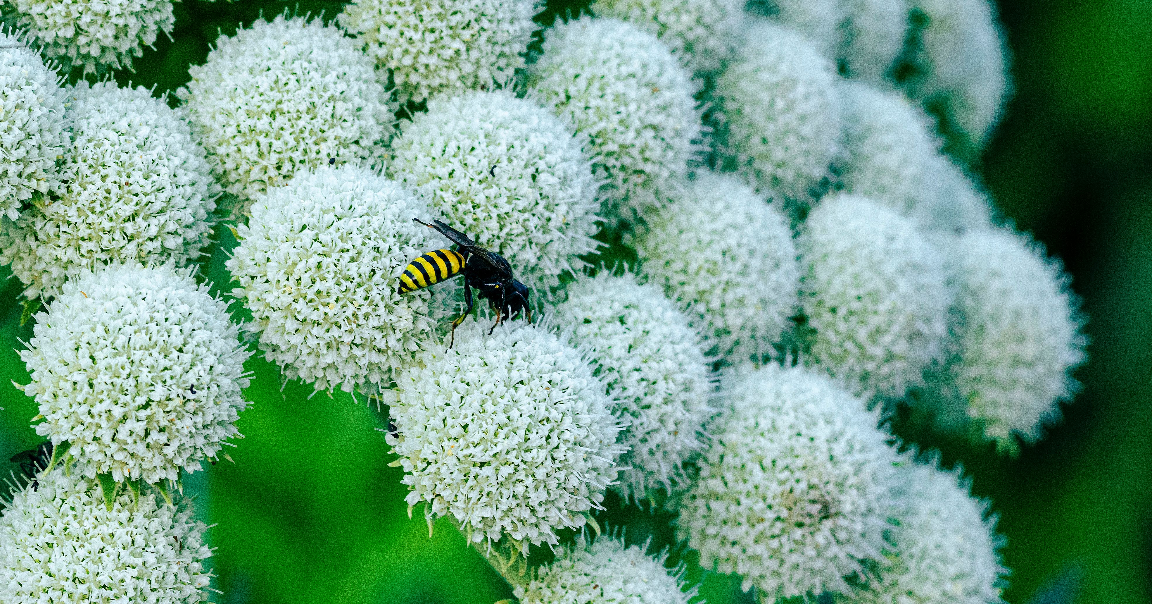 [ColoSach]-macro-shot-of-a-hoverfly-pollinating-white-floral-blooms-outdoors-in-basel,-switzerland.