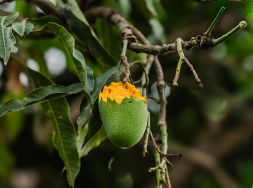 Free Close-up of a green mango, partially eaten, hanging from a tree branch with lush leaves. Stock Photo