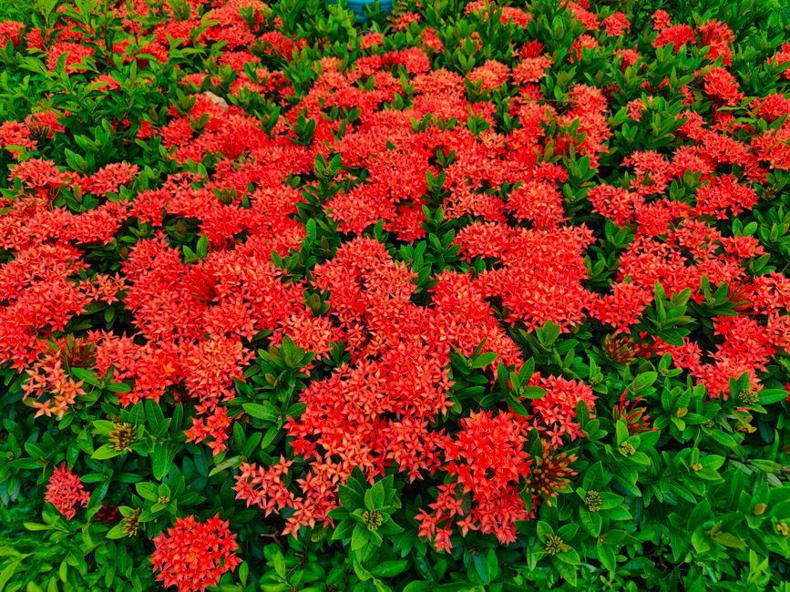 Brindavan Gardens