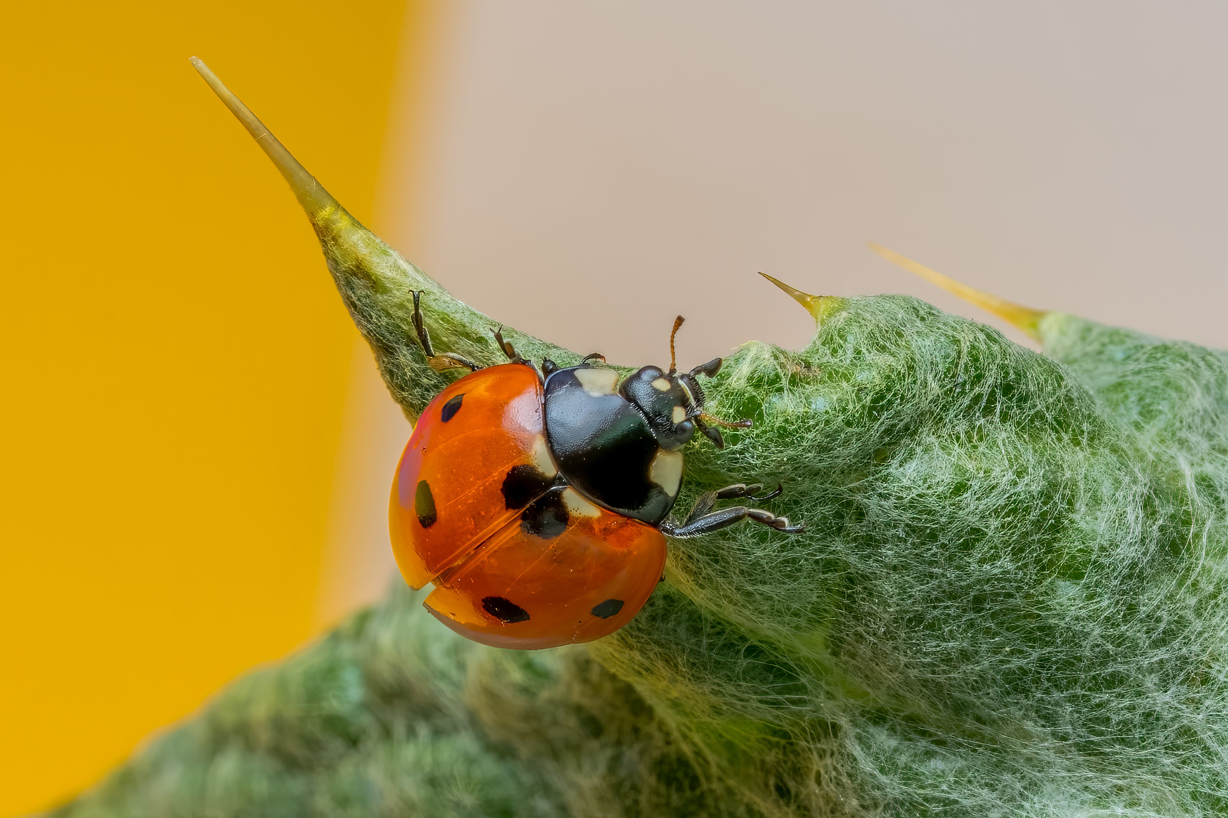 Vibrant Ladybug on Thorny Plant Close-Up · Free Stock Photo