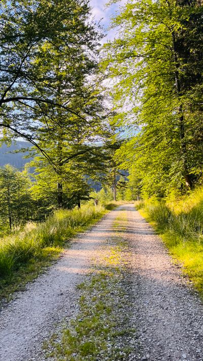 Sunlit gravel track between trees by Renata Rafa on Pexels