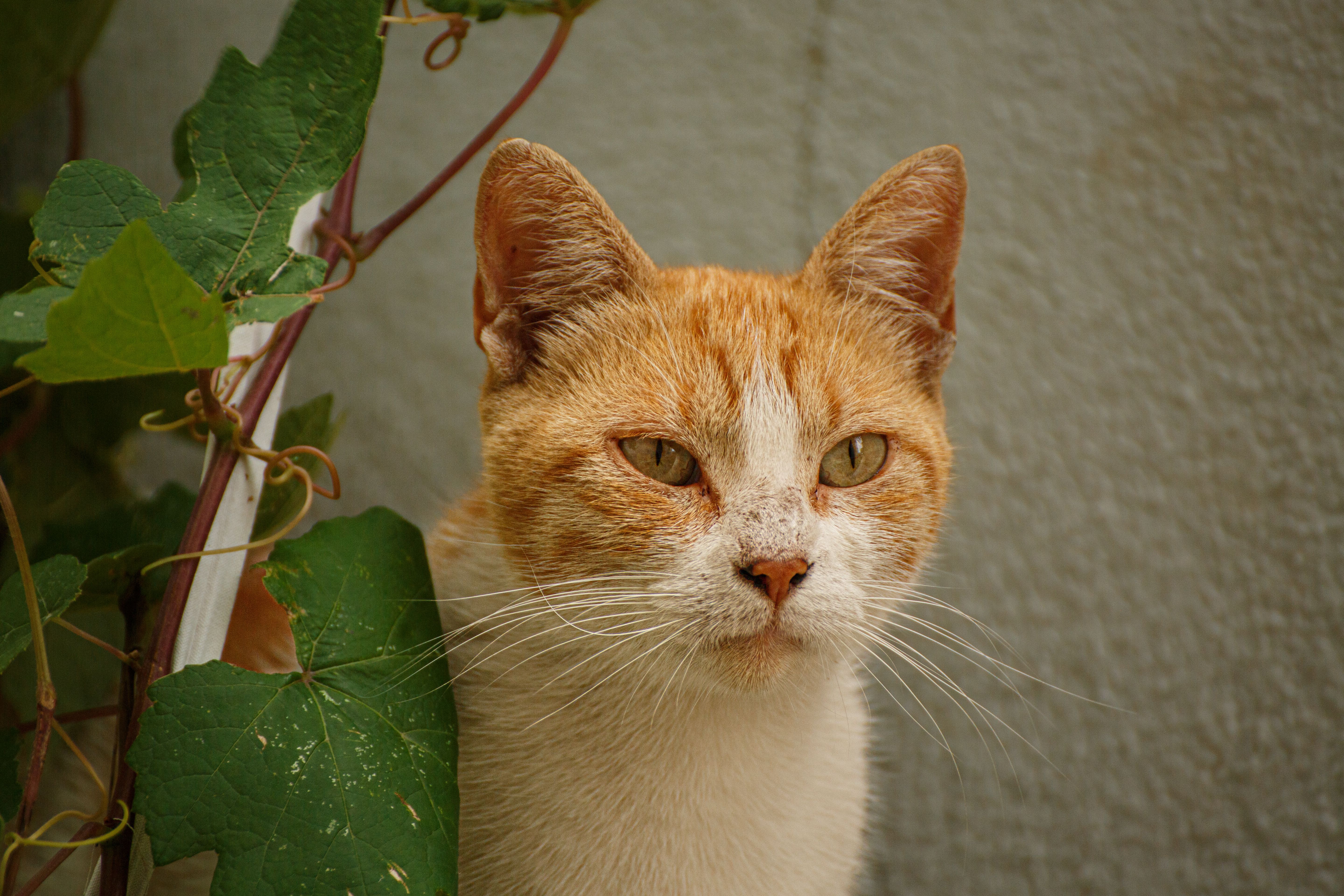 Veterinary care for a cat