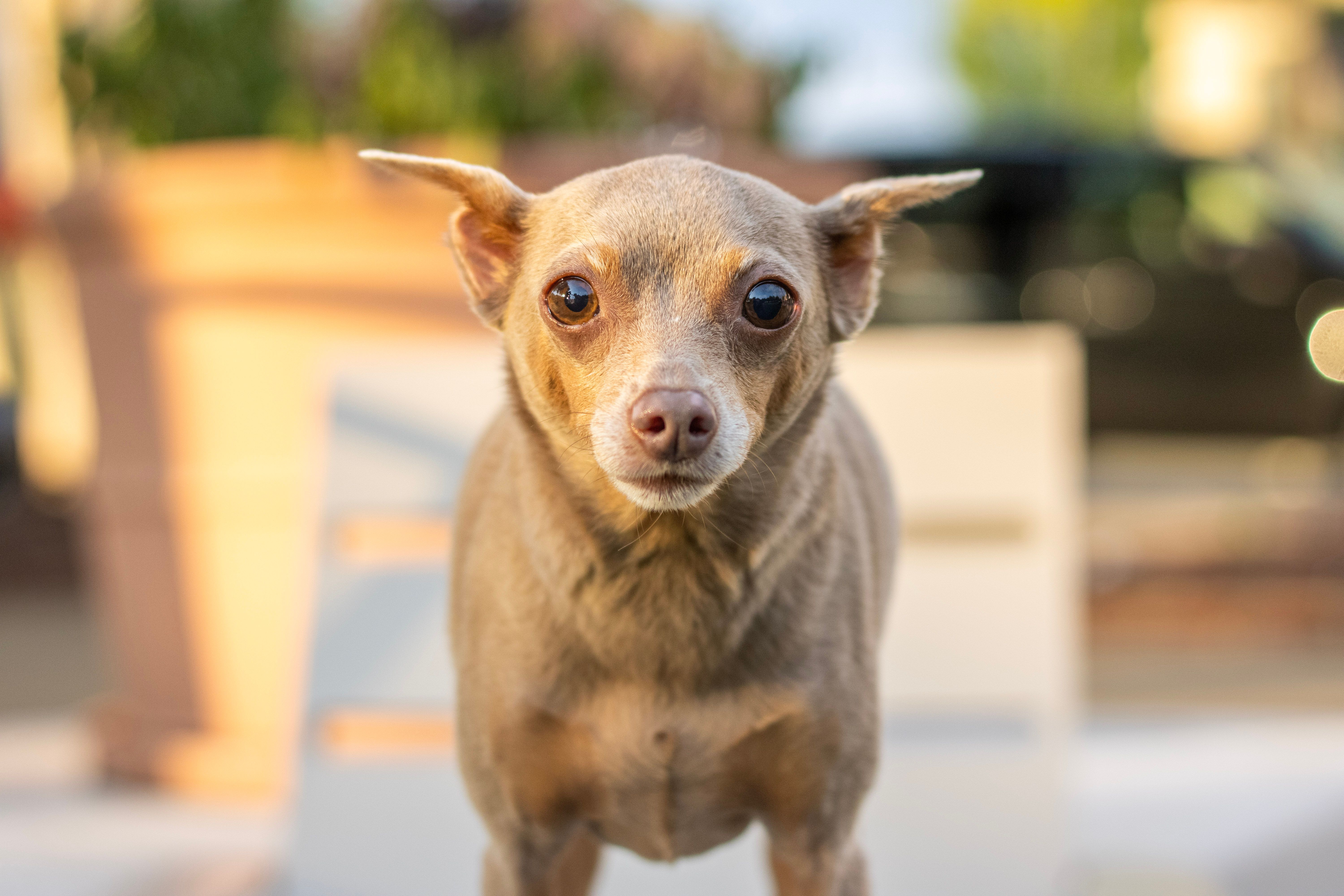 pet technology pet refine technology co. ltd — Photo by Zion Smith on Pexels