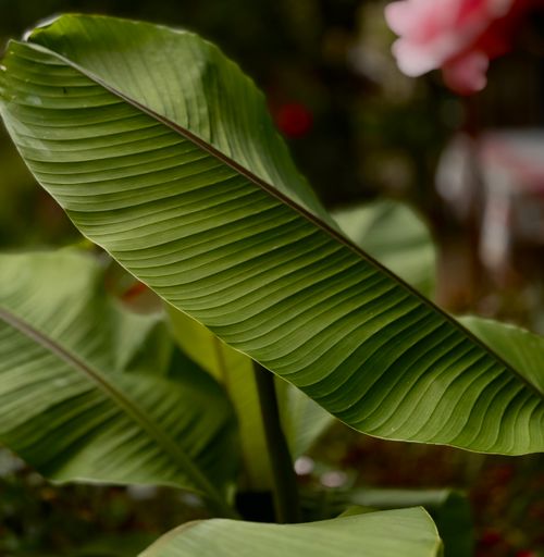 Free A detailed close-up of a large banana leaf with a lush, vibrant green color, capturing the natural texture and form. Stock Photo