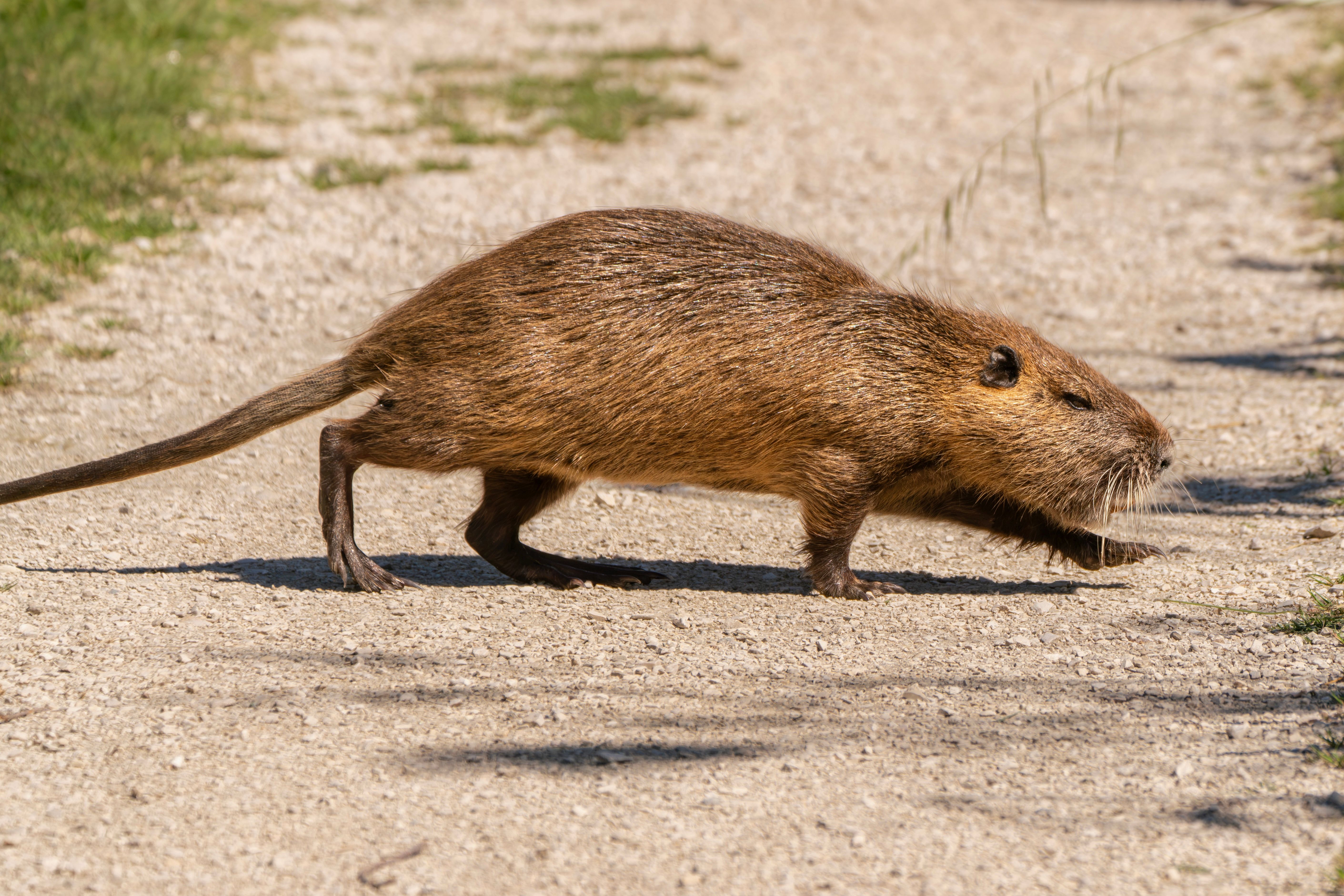 A nutria (Myocastor coypus) walking across a sunlit dirt path in a natural setting, showcasing its side profile.