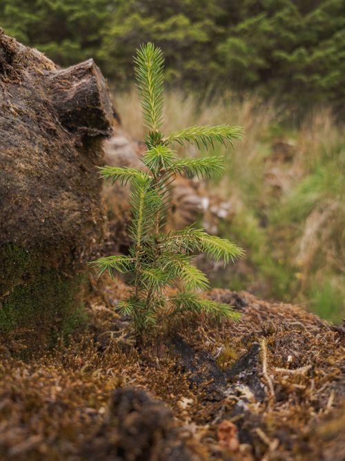 Free Close-up of a pine sapling emerging from forest floor, capturing natural growth in Irish woodland. Stock Photo