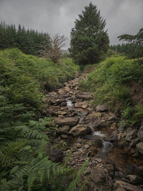 Free Serene natural stream flowing through lush greenery in Lakeen, Ireland. Stock Photo