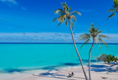 Fotobanka s bezplatnými fotkami na tému breh, kokosové palmy, krajina pri mori