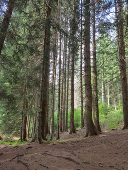 Serene forest scene with towering pine trees in Trentino-Alto Adige, Italy.