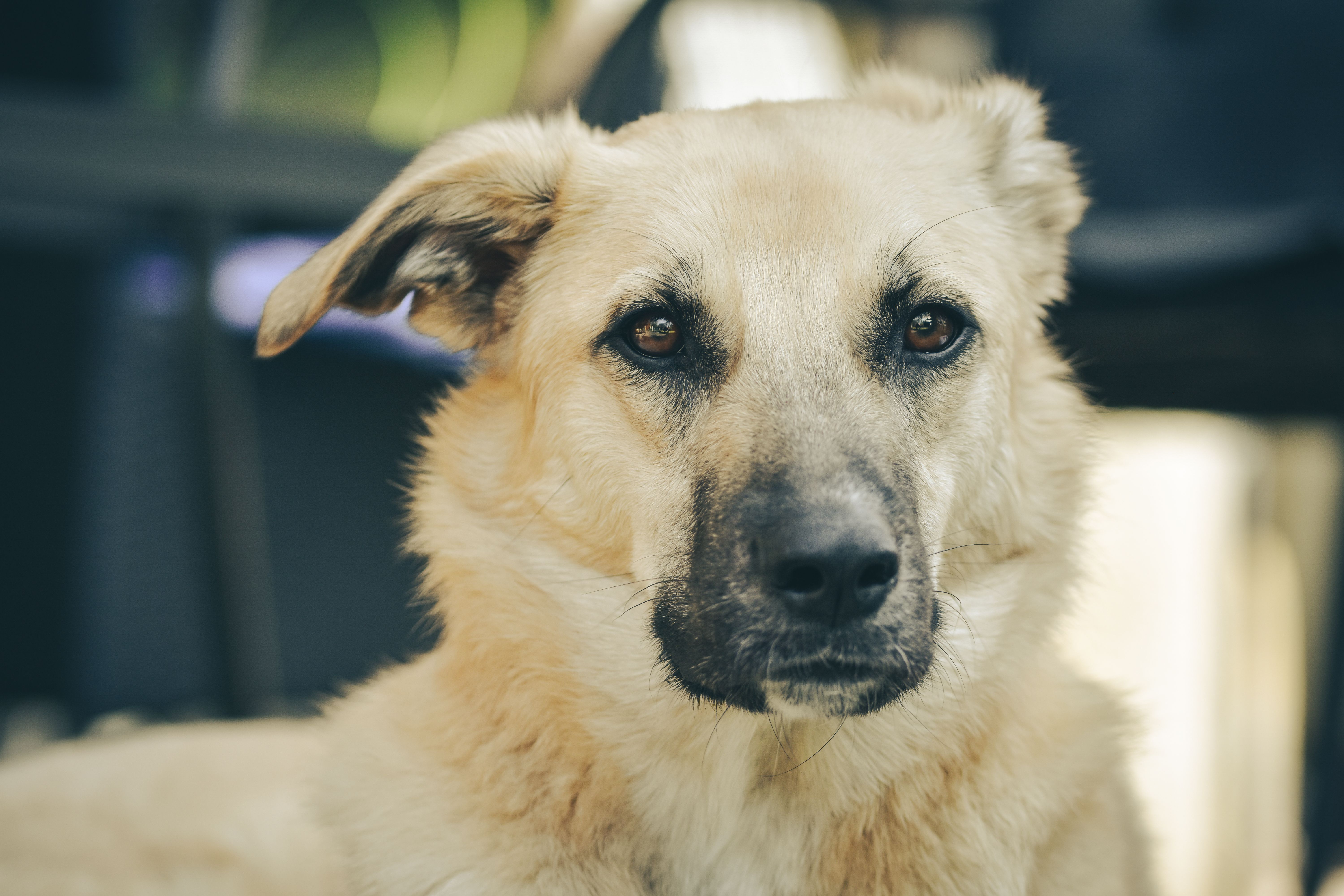 Veterinary care for a dog
