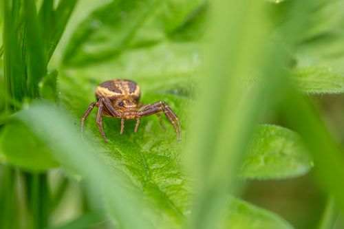 Free Macro shot of a spider sitting on a green leaf, showcasing vibrant natural details. Stock Photo