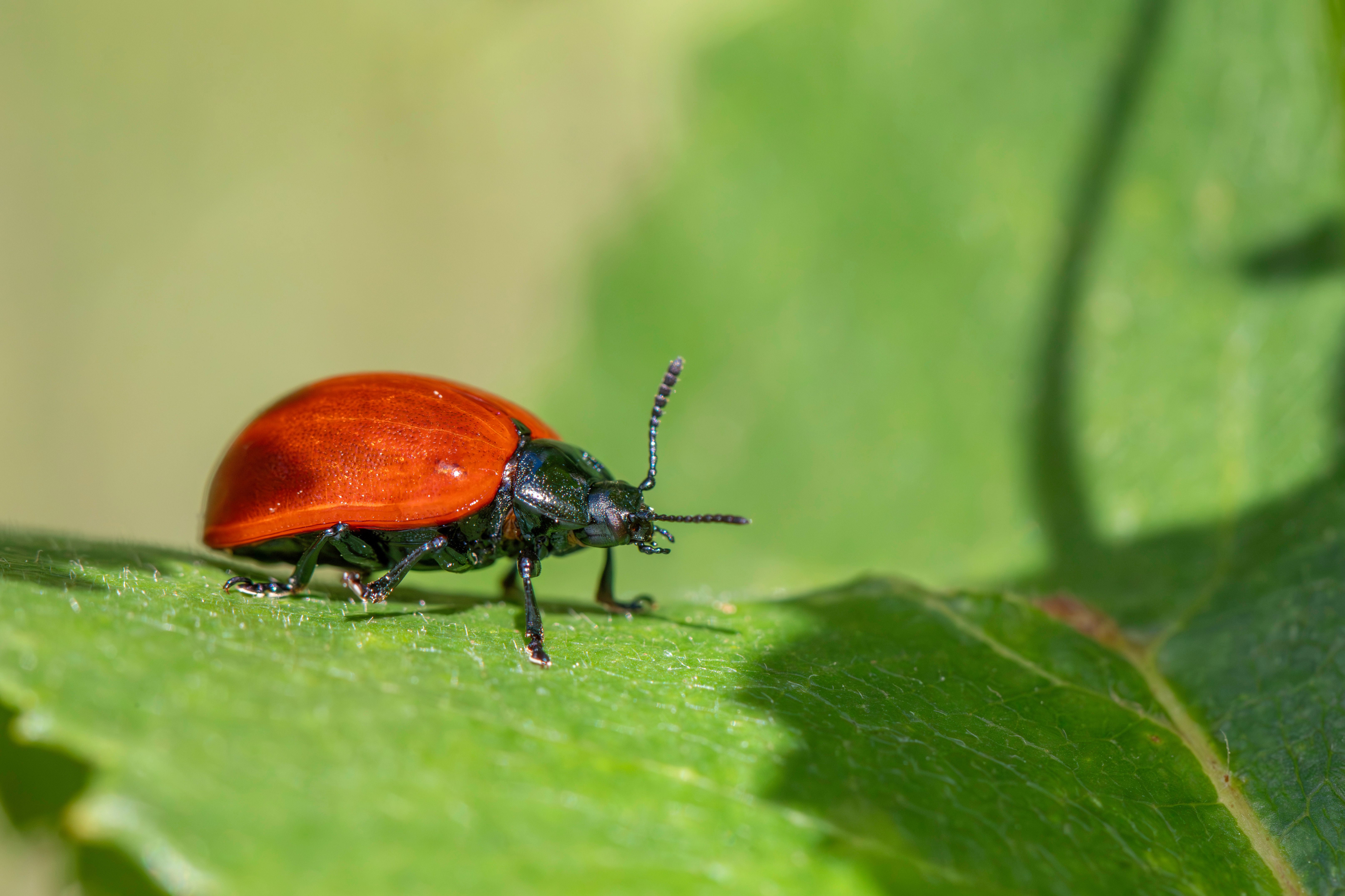 propest pest control