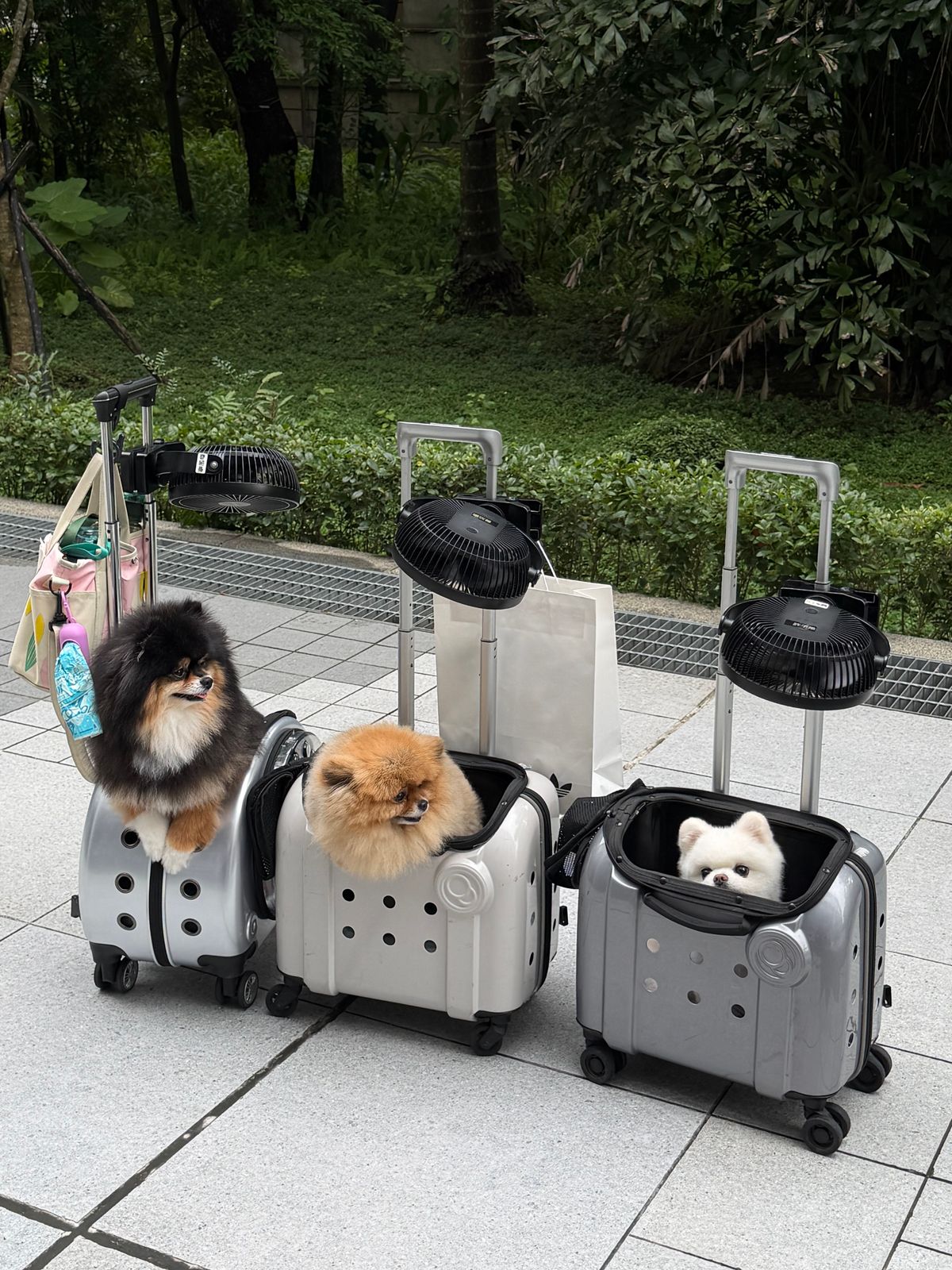 两只博美犬分别待在便携宠物包中，托运时要确认笼具尺寸和固定方式