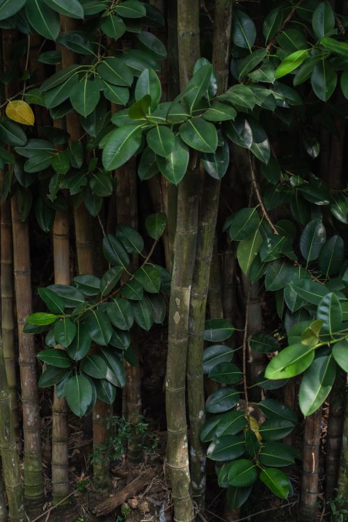 Free A close-up view of lush green bamboo and leaves, showcasing natural beauty. Stock Photo