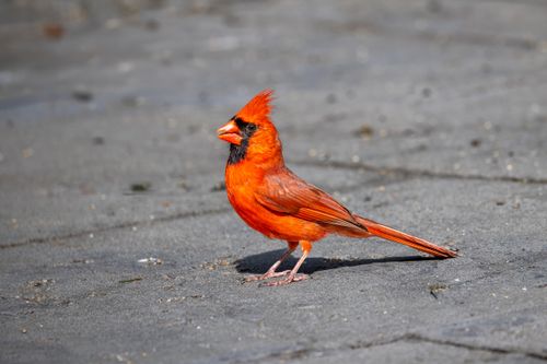 Free Bright red Northern Cardinal standing on pavement in Southborough, Massachusetts. Stock Photo