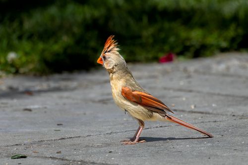 Free Close-up of a female Northern Cardinal standing on a path in Southborough, MA. Stock Photo