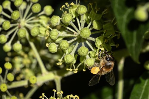 Free Detailed close-up of a honeybee collecting pollen from ivy flowers, highlighting nature's pollination process. Stock Photo