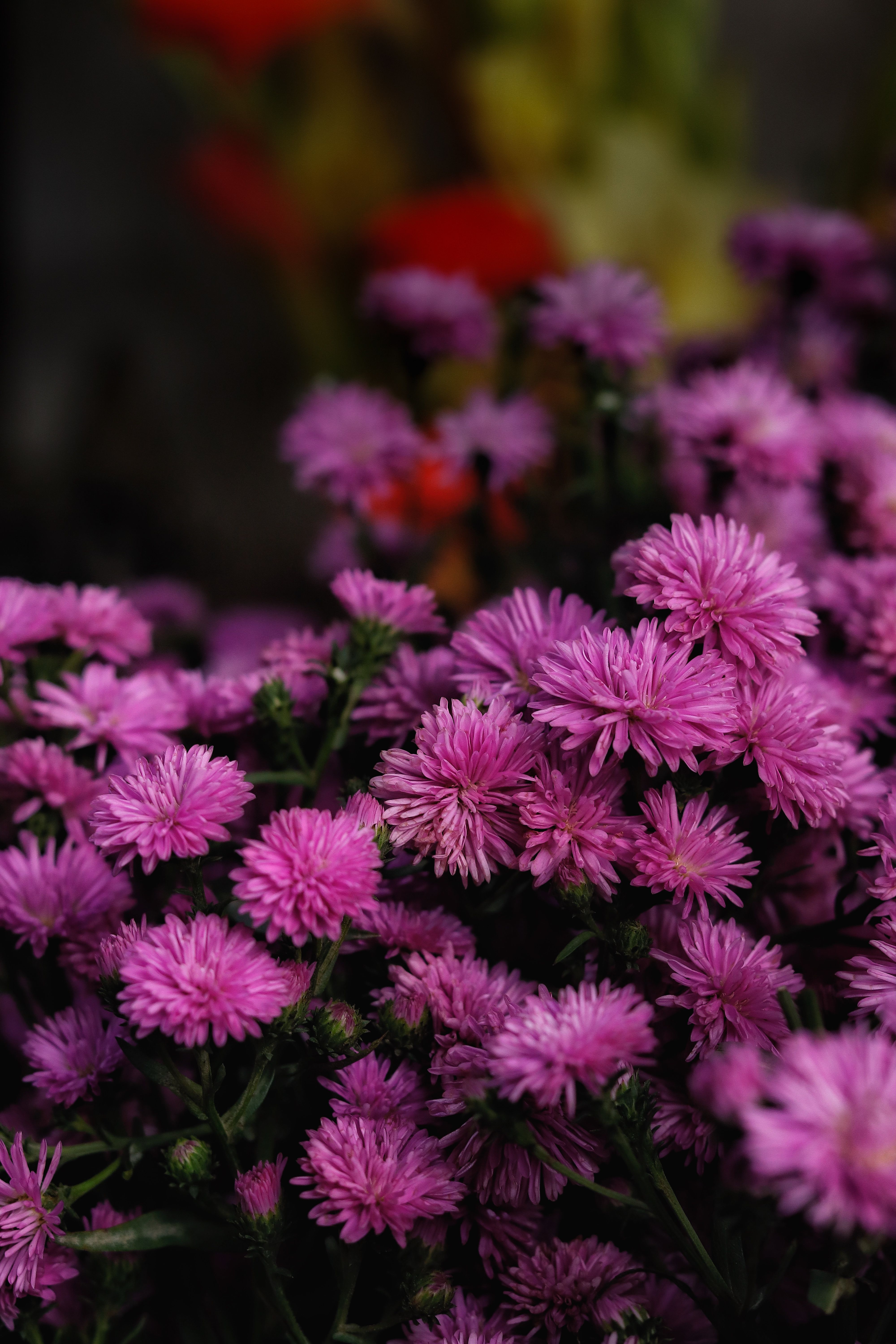 [ColoSach]-close-up-of-vibrant-pink-chrysanthemums-capturing-their-lush-beauty-and-vivid-colors.