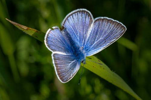 De franc Foto d'estoc gratuïta de animal, blau comú, fons de pantalla de la papallona Foto d'estoc