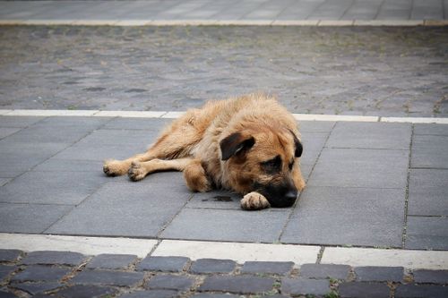 Free A stray dog lying on a tiled city sidewalk, appearing calm and relaxed. Stock Photo