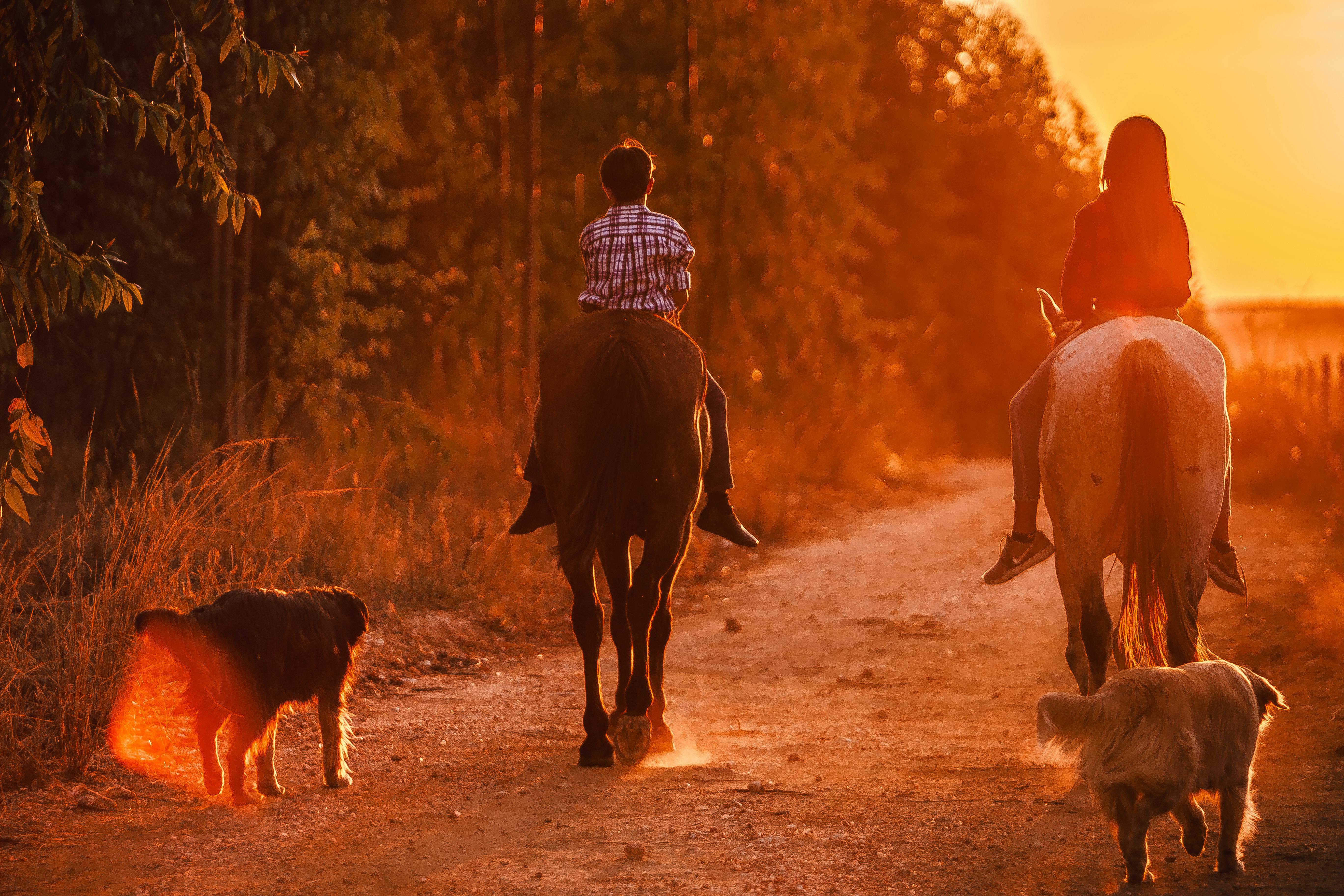 Back view of unrecognizable teen boy and girl riding horses in countryside together with dogs near green forest at sunset