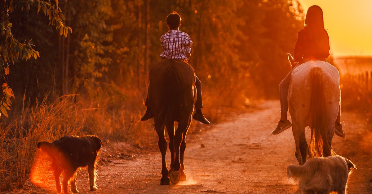 Back view of unrecognizable teen boy and girl riding horses in countryside together with dogs near green forest at sunset