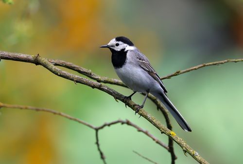 Free A white wagtail bird with black and white plumage rests on a branch in a nature setting. Stock Photo