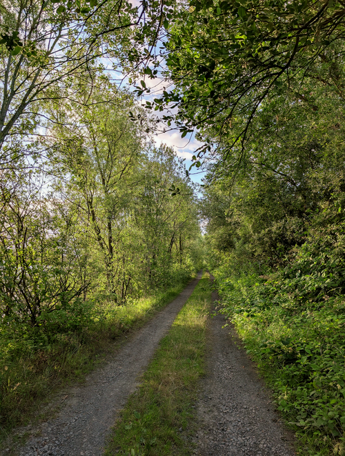 Free A tranquil dirt path through lush green woods captured on a sunny summer day. Stock Photo