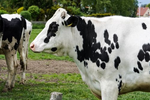 Free Holstein cows in a green pasture in Cuxhaven, Germany, enjoying a sunny day. Stock Photo