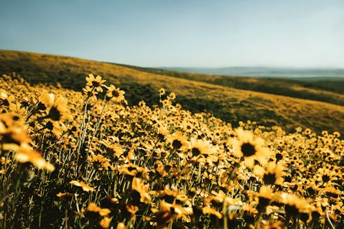 Gratis lagerfoto af agerjord, bane, blomst