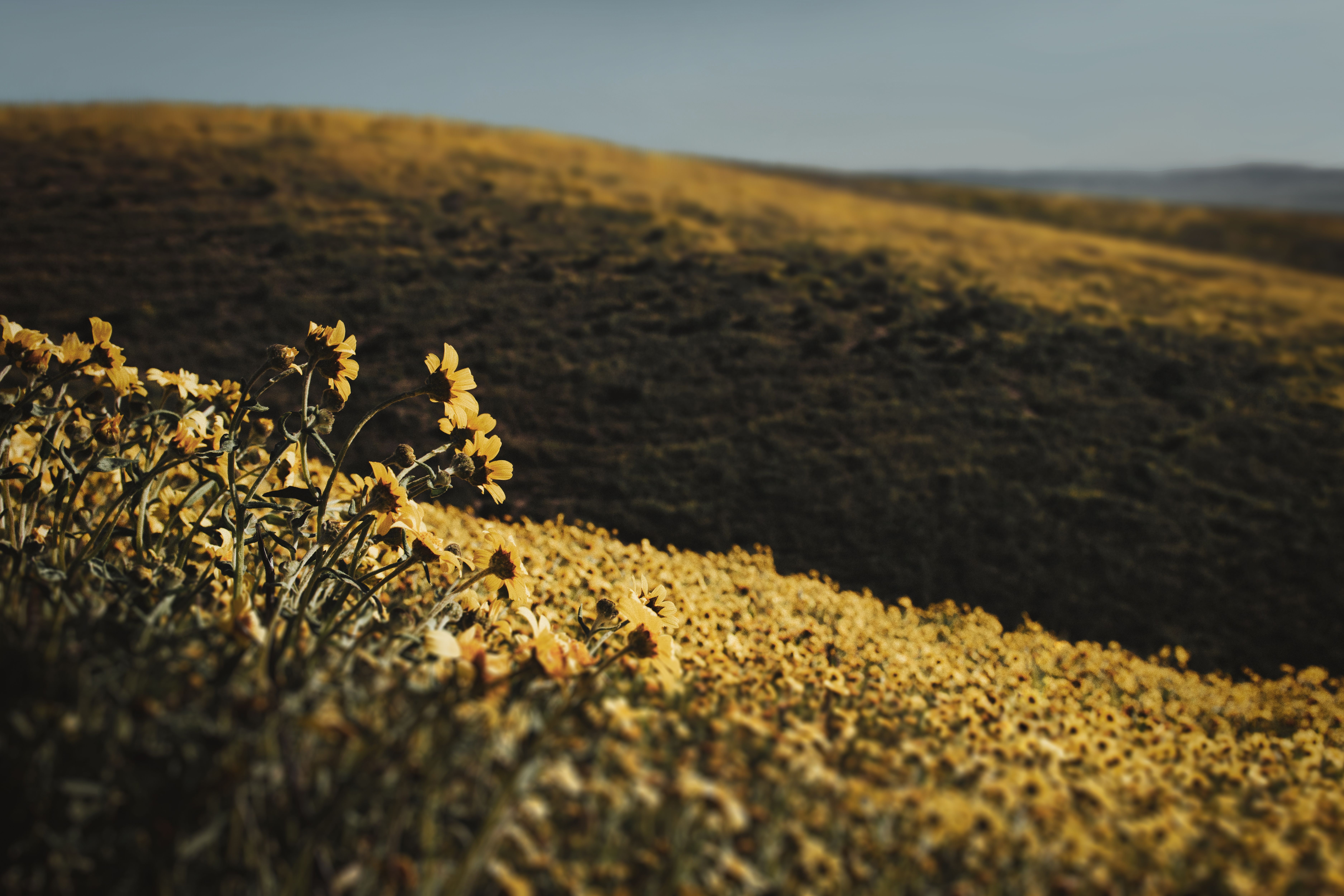 A stunning view of expansive yellow wildflower fields in Santa Margarita, California during summer.