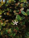 Green Leaves and a White Flower