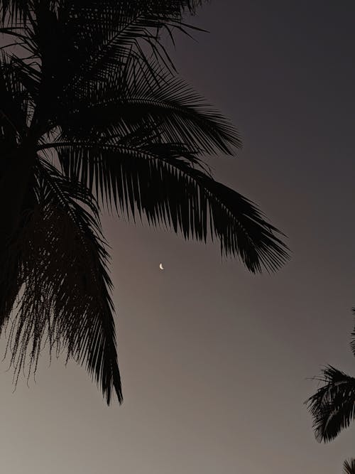 Gratis Immagine gratuita di buona notte, chiaro di luna, cielo Foto a disposizione