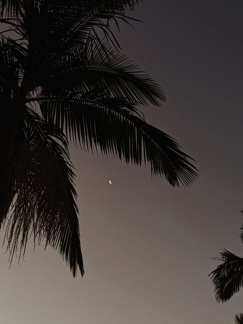 Palm Tree Night