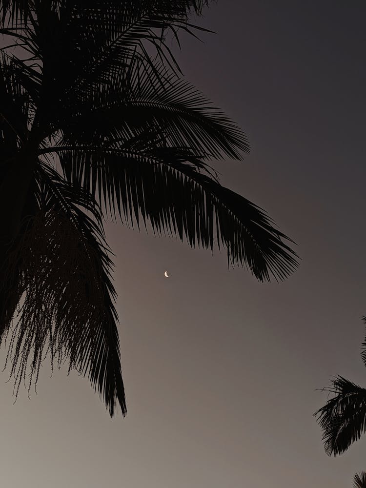 Night Sky And Palm Trees Silhouettes