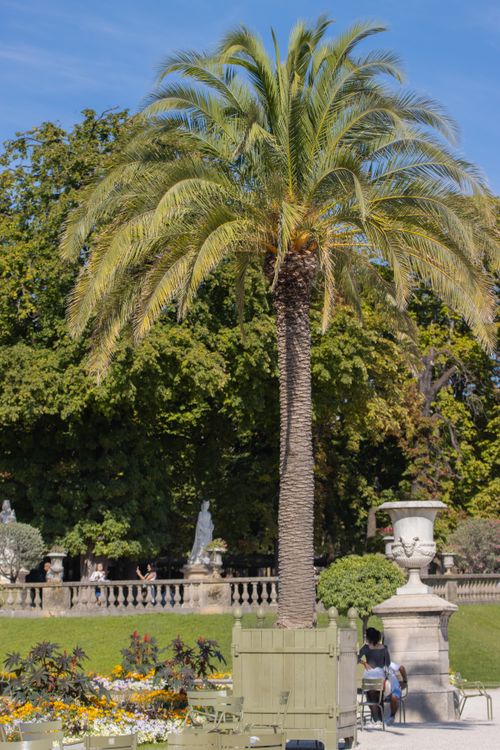 Free A vibrant palm tree stands tall in a Parisian garden, surrounded by lush greenery and sunlight. Stock Photo