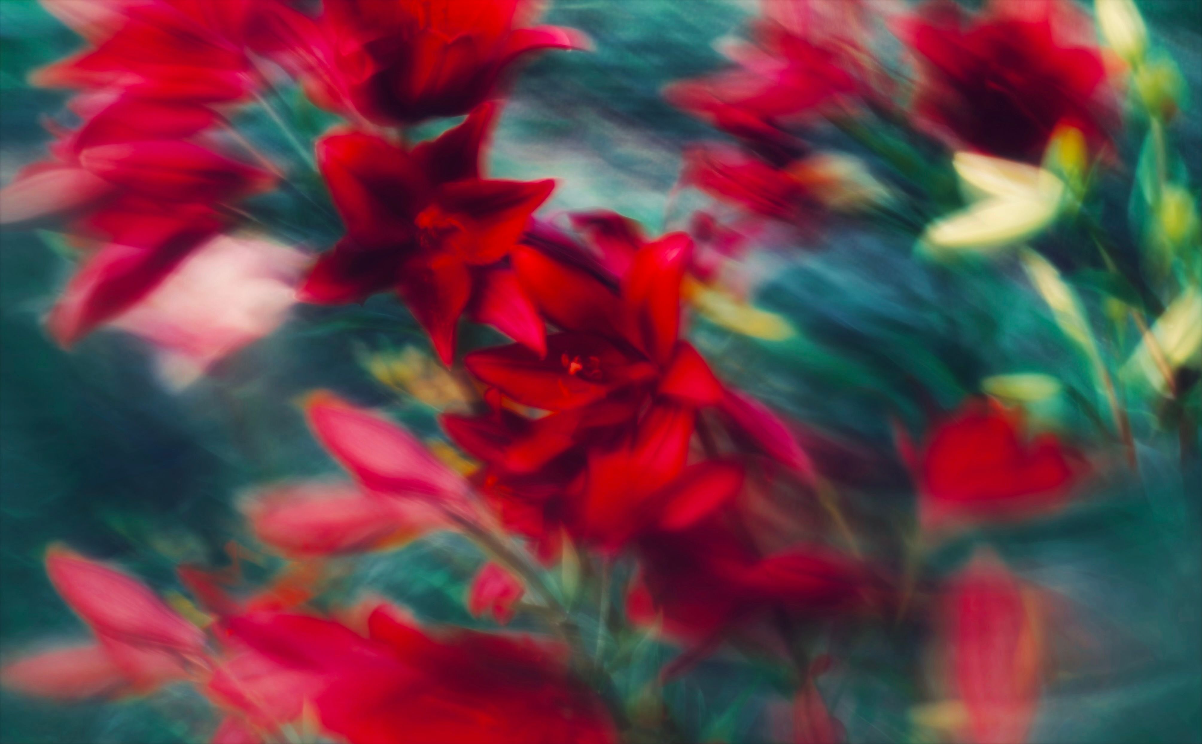 Blurred motion capture of vibrant red lilies on a teal background, creating an abstract artistic effect.