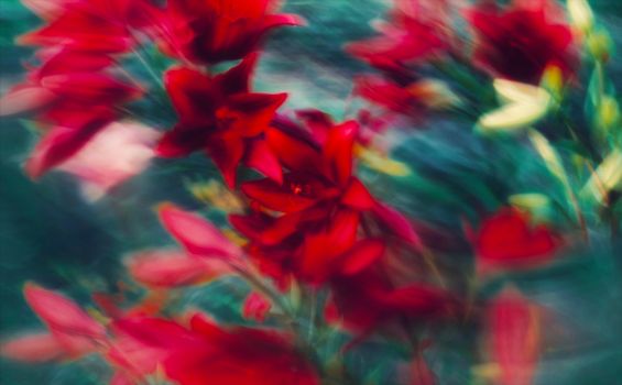 Blurred motion capture of vibrant red lilies on a teal background, creating an abstract artistic effect.