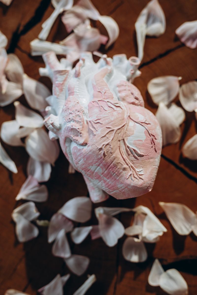 Anatomical Heart