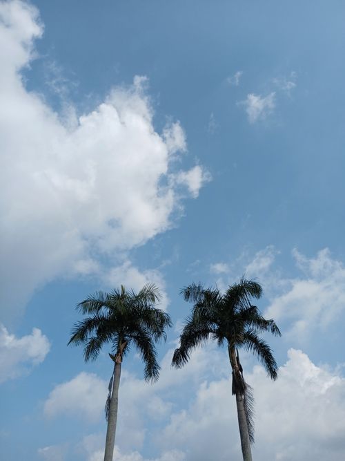 Free Two towering palm trees stand against a bright blue sky with clouds. Stock Photo