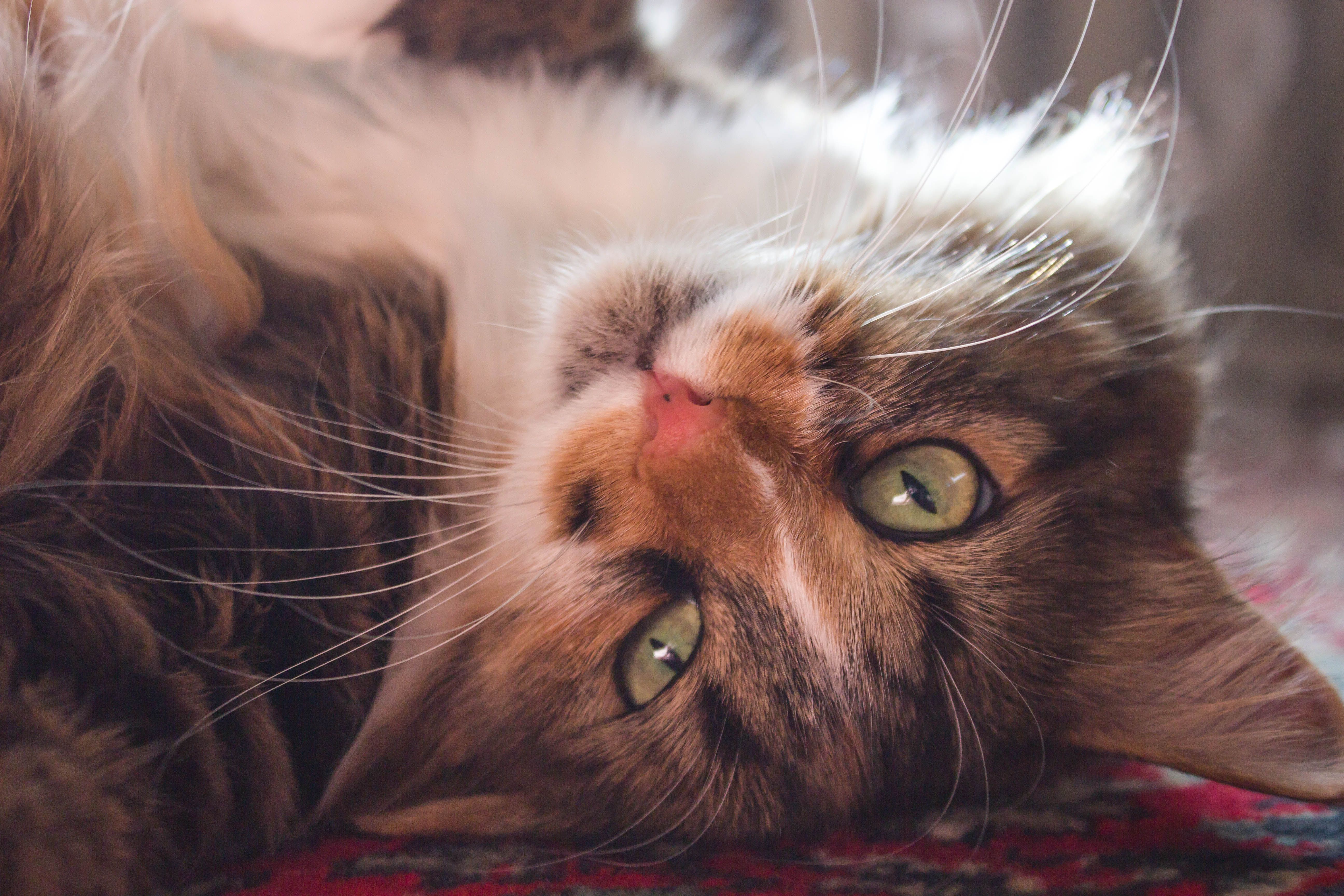Adorable fluffy cat lying on a rug with its big green eyes gazing playfully into the camera.