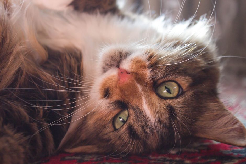 Adorable fluffy cat lying on a rug with its big green eyes gazing playfully into the camera.