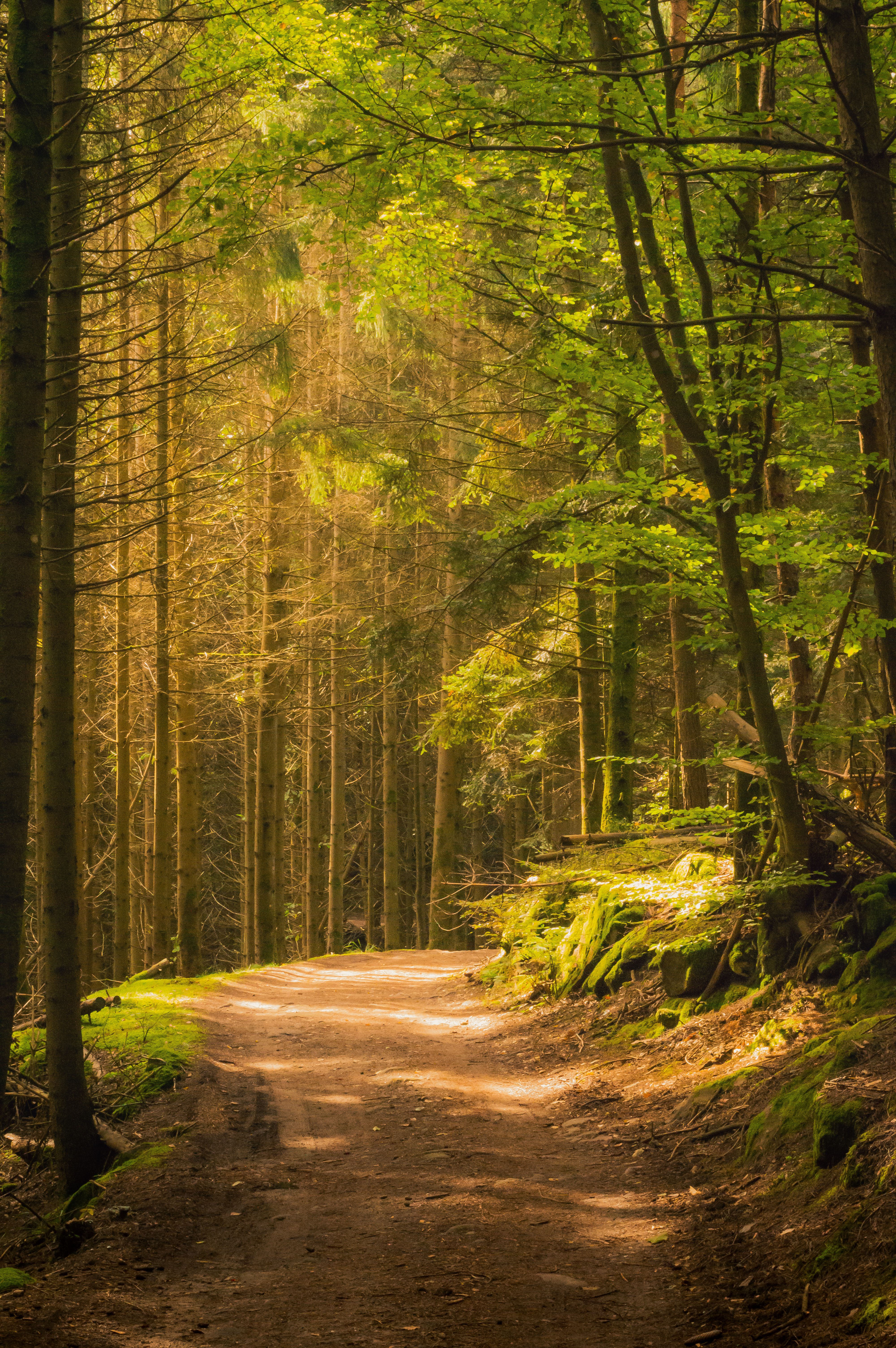 A tranquil forest path bathed in golden sunlight, evoking a sense of peace and adventure.